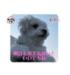 ❤️マルチーズめりる❤️2021②（個別スタンプ：4）