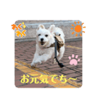 ❤️マルチーズめりる❤️2021②（個別スタンプ：8）