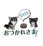 パルとラン（個別スタンプ：6）