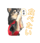 パルとラン（個別スタンプ：30）