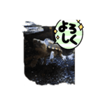 うちの可愛いかめきち（個別スタンプ：1）