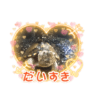 うちの可愛いかめきち（個別スタンプ：6）
