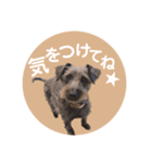 :) with_corona / 1（個別スタンプ：8）