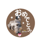:) with_corona / 1（個別スタンプ：35）