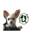 チワワとチワマルちゃん⭐︎（個別スタンプ：6）