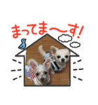 チワワとチワマルちゃん⭐︎（個別スタンプ：13）