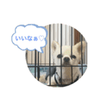 チワワとチワマルちゃん⭐︎（個別スタンプ：14）
