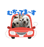 チワワとチワマルちゃん⭐︎（個別スタンプ：15）