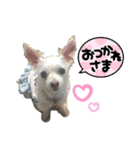 チワワとチワマルちゃん⭐︎（個別スタンプ：16）