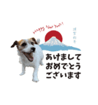 むぎちゃんのクリスマス＆お正月（個別スタンプ：3）