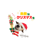 むぎちゃんのクリスマス＆お正月（個別スタンプ：4）