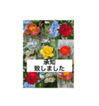 Hana・Square全種①（個別スタンプ：2）