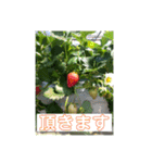 Hana・Square全種①（個別スタンプ：6）