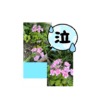 Hana・Square全種①（個別スタンプ：8）