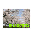 Hana・Square全種①（個別スタンプ：9）