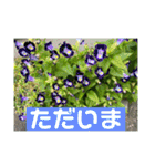 Hana・Square全種①（個別スタンプ：11）