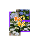Hana・Square全種①（個別スタンプ：13）