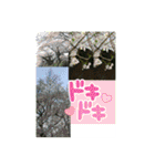 Hana・Square全種①（個別スタンプ：14）