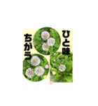 Hana・Square全種①（個別スタンプ：17）
