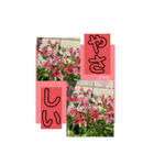 Hana・Square全種①（個別スタンプ：18）
