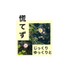 Hana・Square全種①（個別スタンプ：20）