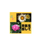 Hana・Square全種①（個別スタンプ：21）