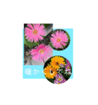 Hana・Square全種①（個別スタンプ：22）