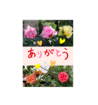 Hana・Square全種①（個別スタンプ：23）