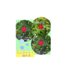Hana・Square全種①（個別スタンプ：24）
