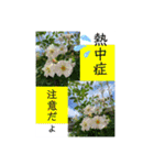 Hana・Square全種①（個別スタンプ：25）