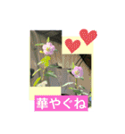Hana・Square全種①（個別スタンプ：26）