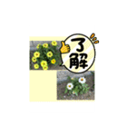 Hana・Square全種①（個別スタンプ：29）