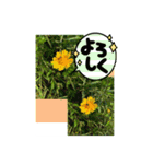 Hana・Square全種①（個別スタンプ：30）