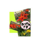 Hana・Square全種①（個別スタンプ：31）