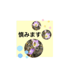 Hana・Square全種①（個別スタンプ：39）
