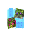 Hana・Square全種①（個別スタンプ：40）