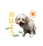 しるこ①（個別スタンプ：1）