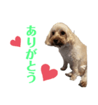 しるこ①（個別スタンプ：3）