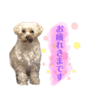 しるこ①（個別スタンプ：4）