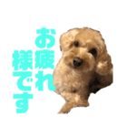 シュナプーのセナ2（個別スタンプ：2）