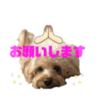 シュナプーのセナ2（個別スタンプ：3）
