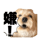 シュナプーのセナ2（個別スタンプ：7）