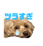 シュナプーのセナ2（個別スタンプ：9）