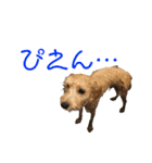 シュナプーのセナ2（個別スタンプ：10）
