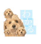 シュナプーのセナ2（個別スタンプ：11）