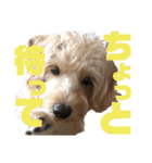 シュナプーのセナ2（個別スタンプ：21）