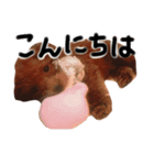 もしも愛犬のトイプーがしゃべったら。（個別スタンプ：1）