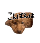 もしも愛犬のトイプーがしゃべったら。（個別スタンプ：2）