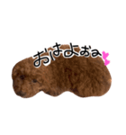 もしも愛犬のトイプーがしゃべったら。（個別スタンプ：3）