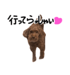 もしも愛犬のトイプーがしゃべったら。（個別スタンプ：5）